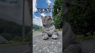 撫でようと思ったら🐝ハチ！？　　#かわいい #猫の散歩 #ハチ #甘えん坊 #おふすめにのりたい #cat #もんちゃん #猫動画 #ネコ #cute