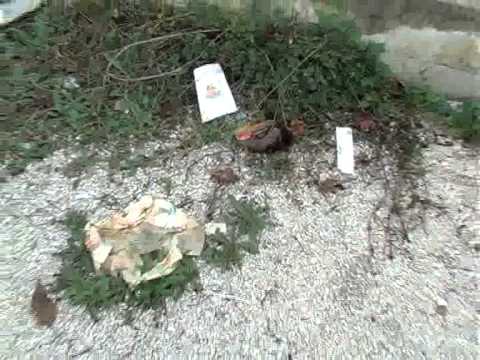 ONDA TG 14.11.2013 - SEGNALAZIONE   STATO DI ABBANDONO CAMPETTO LINUS