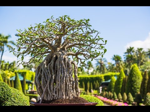 Developing A Multi-trunk or Clump-Form Bonsai