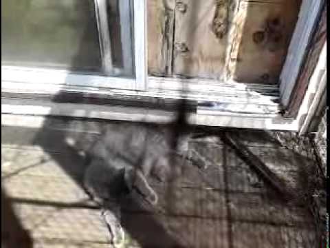 Kitty Socrates loving the sun.