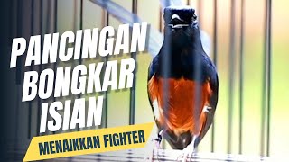 Download lagu MURAI BATU GACOR FULL ISIAN TEMBAKAN MEWAH AMPUH MELATIH MURAI BATU BONGKAR ISIAN mp3 Download lagu MURAI BATU GACOR FULL ISIAN TEMBAKAN MEWAH AMPUH MELATIH MURAI BATU BONGKAR ISIAN mp3