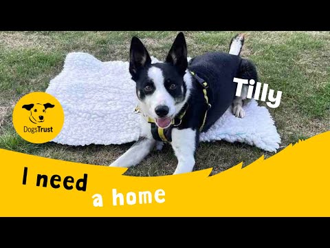 Tilly for sale in Evesham, Worcestershire