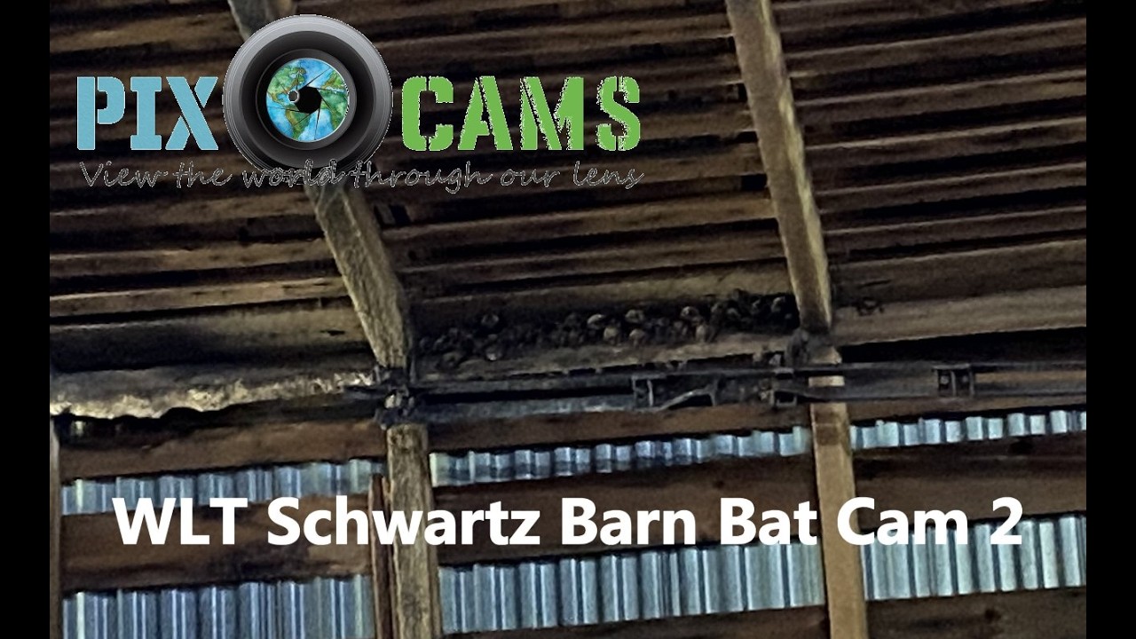 Live webcam view of Big Brown Bat Colony Cam