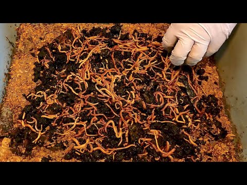 Launch of new Euro nightcrawler worm bin - vermicomposting