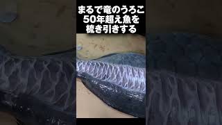 50歳超えの巨大魚は鱗がでかすぎてまるでドラゴンだった