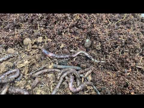 Start New European Night Crawler Worm Farm | Meme’s Worms | #wormfarm | Simple Worm container