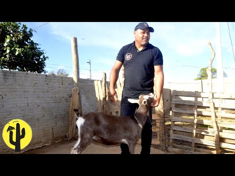 [VIDA NA ROÇA] Joseilton, Proprietário do Capril JV junto com a Família, mostra o Capril - Parte 01🌵