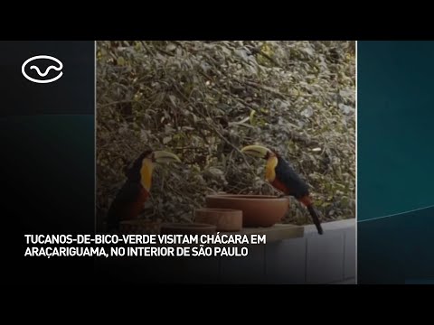 Tucanos-de-bico-verde visitam chácara em Araçariguama, no interior de São Paulo