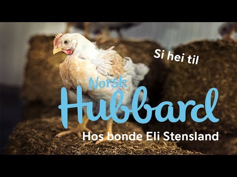 , title : 'Si hei til Hubbard! Kyllingen som har det bedre. | Bonde Eli Stensland | Solvinge'