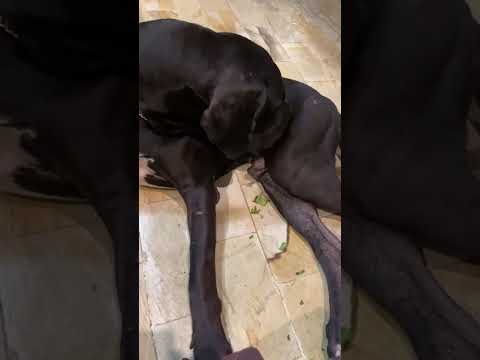 Miss Halima is live for 15 minutes - watching dogs