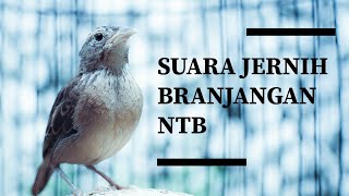 Download lagu suara jerni branjangan NTB mp3 Download lagu suara jerni branjangan NTB mp3