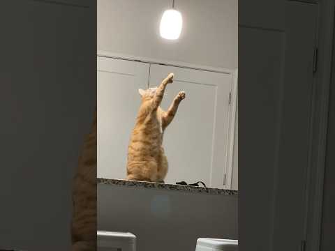 chytrá kočka #komedie #sranda #czsk #zábava #zvířata #vtipnávidea #vtip