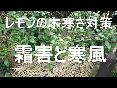 オレンジの木は冬の最低霜に耐えられる温度は何度ですか