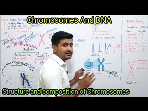 20.1 Chromosomes and DNA | composition of chromosomes chapter 20 | fsc Biology Class12