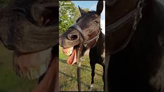 Download lagu kuda nyanyi | singing horse #funny mp3 Download lagu kuda nyanyi | singing horse #funny mp3