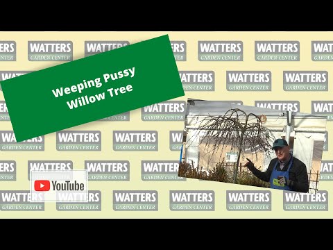Weeping Pussy Willow Tree