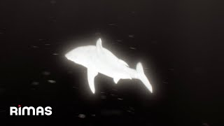 Yandel - Calol (Visualizer) Infinito