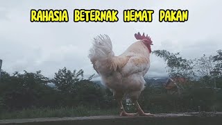 Download lagu Tabby Memiliki Rahasia Ayam Gemuk dan Sehat: Pakan Maggot BSF 🍌🐔 | BSF Maggot for Healthy Chickens mp3 Download lagu Tabby Memiliki Rahasia Ayam Gemuk dan Sehat: Pakan Maggot BSF 🍌🐔 | BSF Maggot for Healthy Chickens mp3