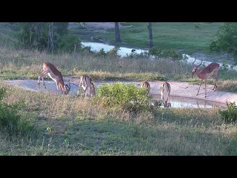Djuma: Impalas drinking at the small pan - 17:11 - 10/24/2023