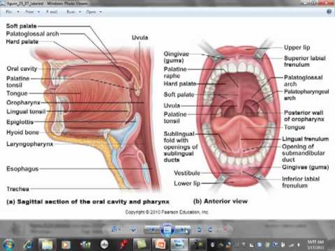 mhmarch17apIIlecture.mp4