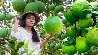 Harvesting BLUE GRAPEFRUIT - Goes To The Market Sell - Making garden / Cooking