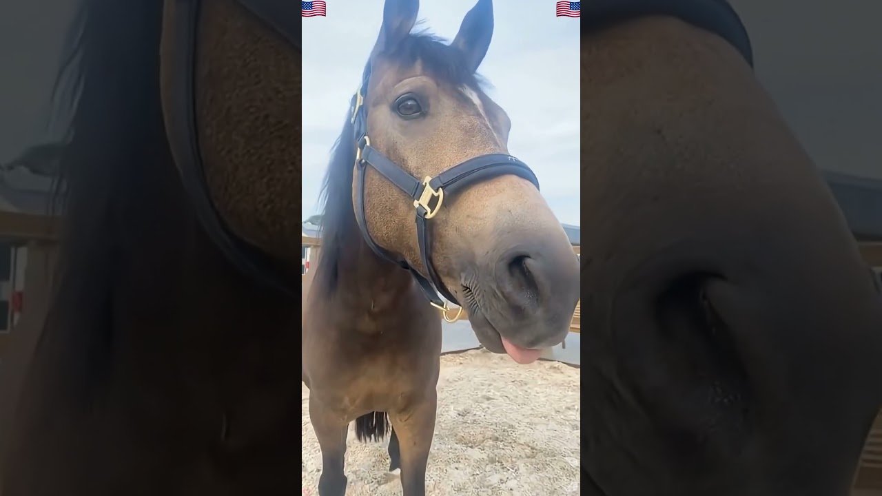 This is unconditionalt love ❤️ #fyp #horses #horsesonyoutube #love #animal lovers #horse #love