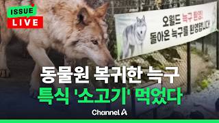 [????이슈를 켜라] [LIVE] 늑구, 소고기·닭고기 먹으며 회복 중…오월드 휴장 이어가기로 / 채널A