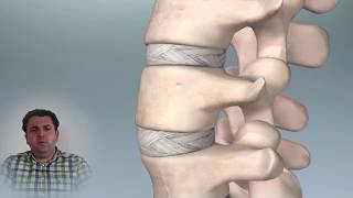 lomber omurga anatomisi