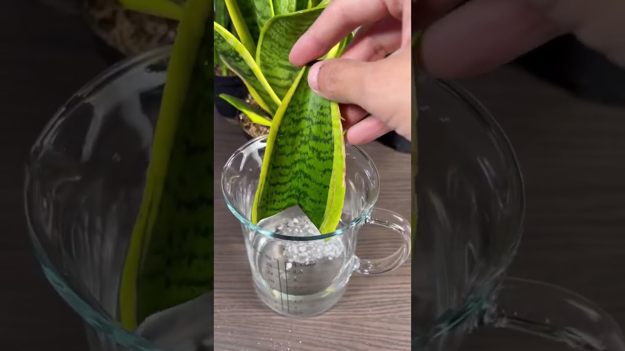 Propagación de Lengua de Suegra por hoja! Miren que fácil! 🪴 #plantas #jardin #flores #ideas