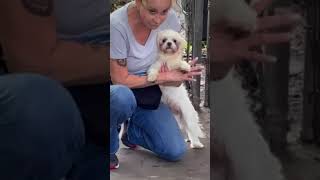 Video preview image #1 Shih Tzu Puppy For Sale in Weston, FL, USA