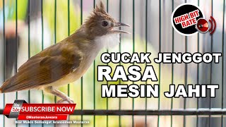 Download lagu 🔴 CUCAK JENGGOT ISIAN SPEED RAPAT BERASA MESIN JAHIT DENGAN JEDA 2 MENIT mp3 Download lagu 🔴 CUCAK JENGGOT ISIAN SPEED RAPAT BERASA MESIN JAHIT DENGAN JEDA 2 MENIT mp3