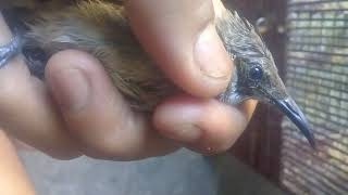 Download lagu Cara membedakan cucak kombo jantan dan betina di jamin akurat, kupang NTT mp3 Download lagu Cara membedakan cucak kombo jantan dan betina di jamin akurat, kupang NTT mp3