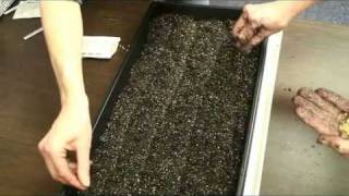 Learn how to plant seedlings