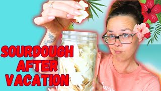 Rehydrating Your Sourdough | Step-by-Step Guide to Sourdough | Hamakua Homestead