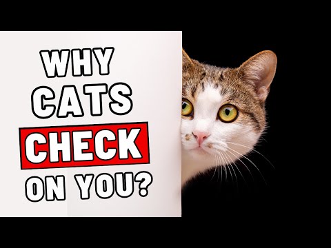 Why Do Cats Check Up on Their Owners?