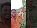 Garlic Work Start Kodaikanal Farming Garlic Hillgarlic Vivasayam