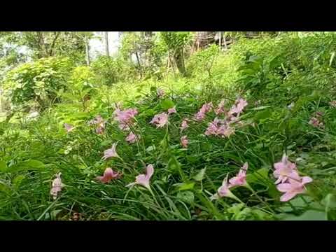 The Orchard is in Blossom 🌸🌼
