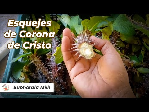 Reproduction of Crowns of Christ by cuttings