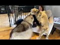 When Dogs Are Finally Reunited WIth Their Family Cutest Ever
