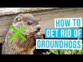 How to GET RID OF GROUNDHOGS under house or shed