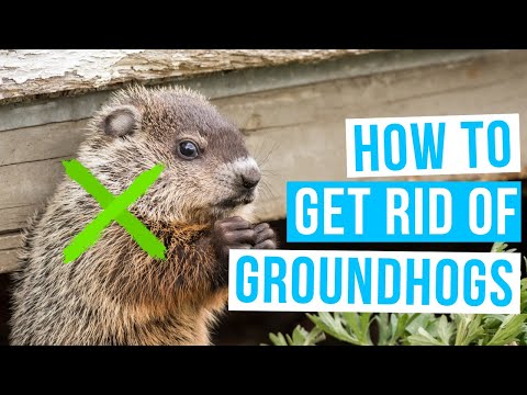 How to GET RID OF GROUNDHOGS under house or shed