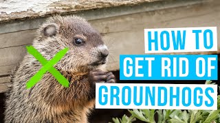 How to GET RID OF GROUNDHOGS under house or shed