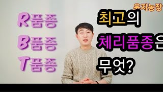 좋은 체리품종은~일단 많이 열려야 하고~ 많이 열려도 평균과중이 커야만 합니다