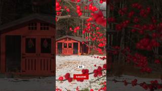 Dream Chicken Coop Reveal 🐔❤️
