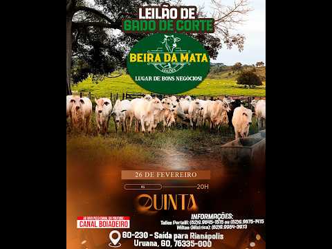 Beira da Mata Leilões - Uruana GO - Leilão de Gado de Corte em Goiás @canal.boiadeiro #live #gado
