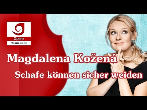 [Magdalena Kožená] Schafe können sicher weiden