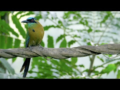 How Nature Inspires Materials Science in Cornell’s SoftLiv Lab