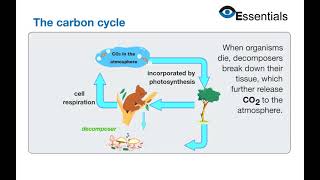 Essentials Video Animation - Carbon Cycle