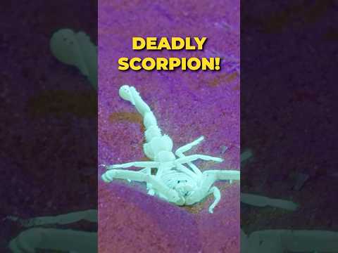 Handling The Deadliest Scorpion Alive