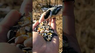 Download lagu burung gelatik batu jinak #alamindonesia #burungliar #burung mp3